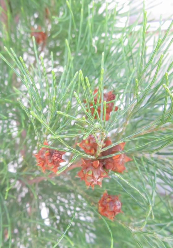 楽天市場】【選べる現品発送】ダインツリーパイン ブラウンシュガー 8