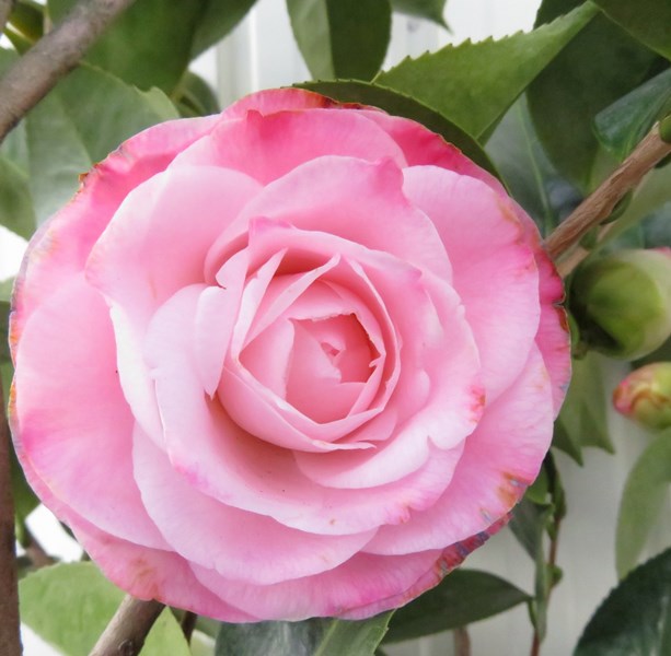 楽天市場】【現品発送】椿（ツバキ）デザイア 苗木 樹高90cm F249