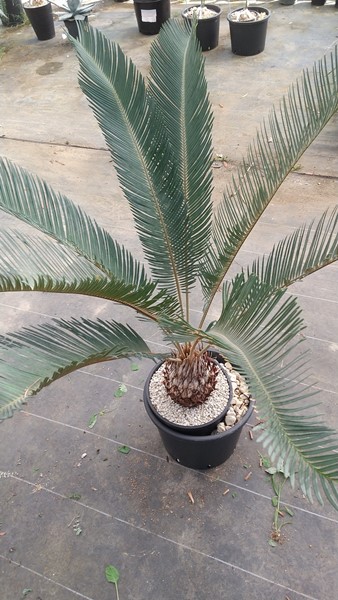 楽天市場】【現品発送】サイカス カイルンシアナとアングラータの