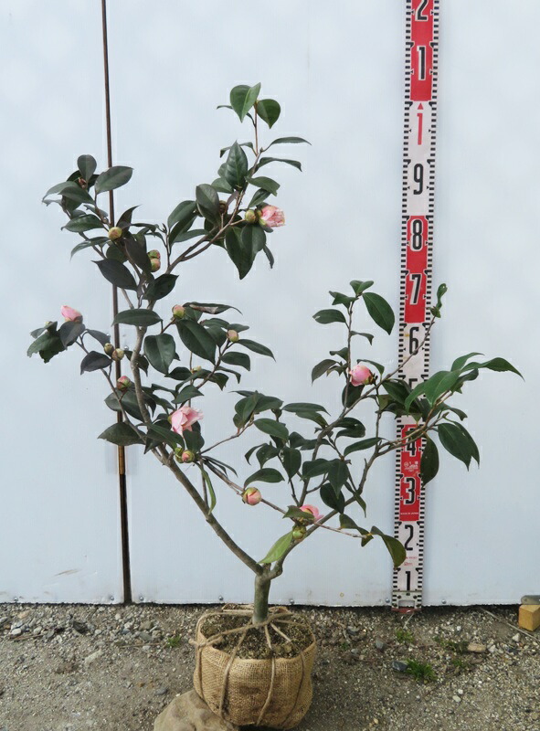 楽天市場】【現品】椿（ツバキ）西王母(セイオウボ) 苗木 樹高70cm