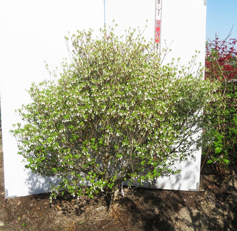 楽天市場】【現品発送】ドウダンツツジ 特大サイズ H1.4m×W1.3m【F753