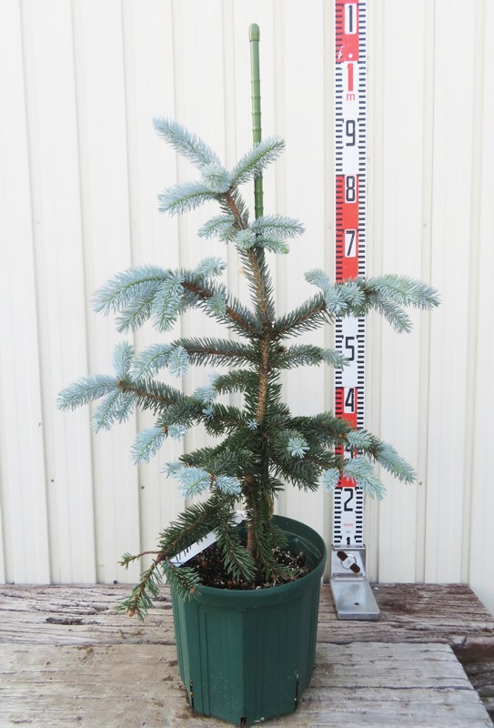 楽天市場】【現品発送】ピセア・プンゲンストーヒ ホプシー 8号鉢植え