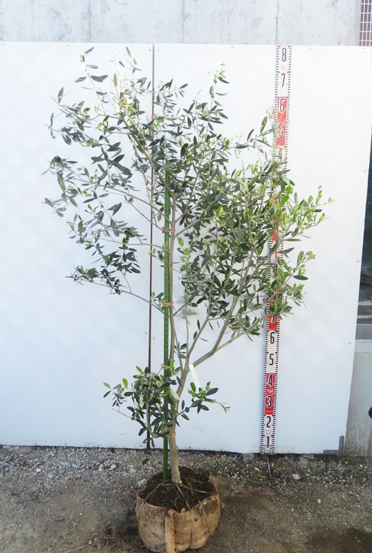 楽天市場】【現品】オリーブの木 アスコラーナ 苗木 樹高1.5m G190