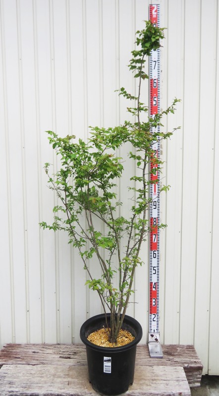 楽天市場】【現品】ナツハゼ 株立苗木 10号鉢植え A-4 : 千草園芸