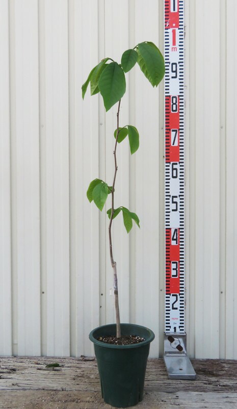 楽天市場】ポポー シェナンドー 接ぎ木苗 5号 ピーターソンポポー