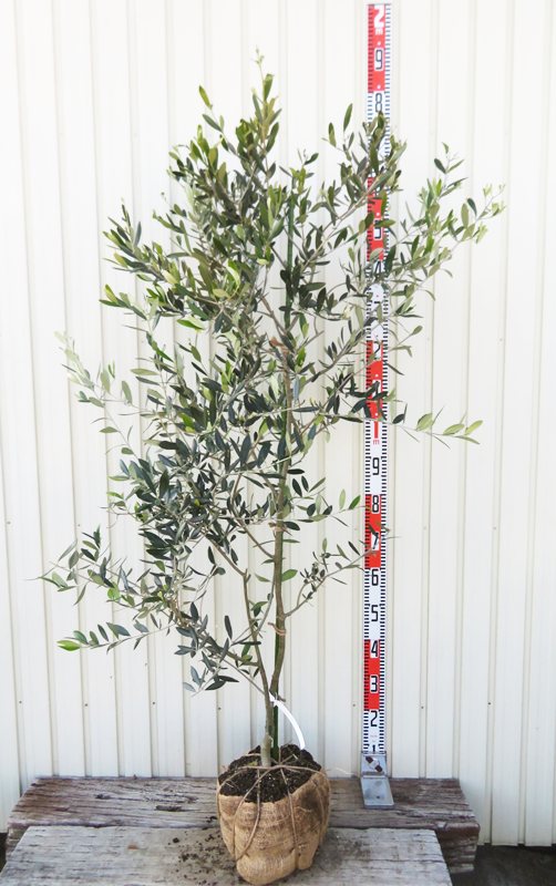 楽天市場】【現品発送】オリーブの木 フラントイオ 樹高1.4m 苗木