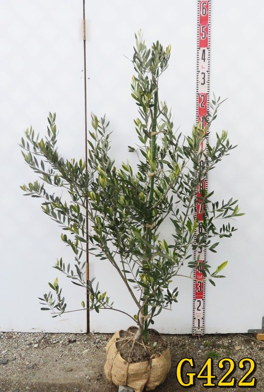 楽天市場】【選べる現品】オリーブの木 コロネイキ 苗木 樹高1.1m