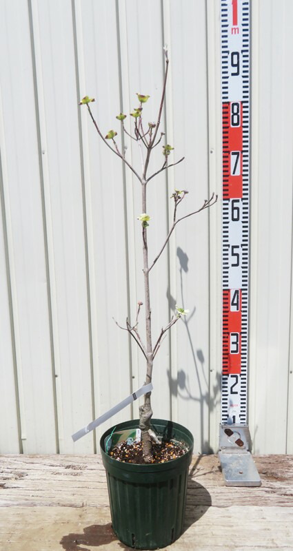 楽天市場】花水木（ハナミズキ） 白花 クラウドナイン 5.5号 苗木(v05