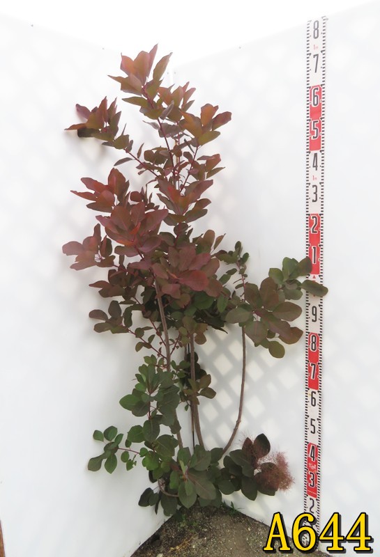 楽天市場】【選べる現品】スモークツリー グレース（グレイス）苗木 大