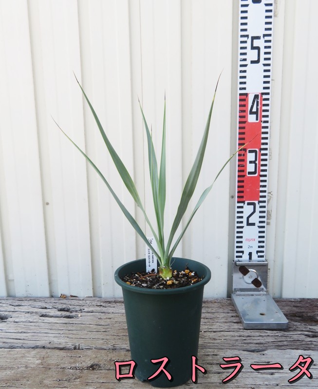 楽天市場】【品種・セットを選べる】ユッカ ロストラータ・リギダ 苗木