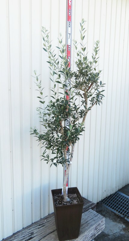 楽天市場】【現品発送】オリーブの木 セントキャサリン 苗木 10号