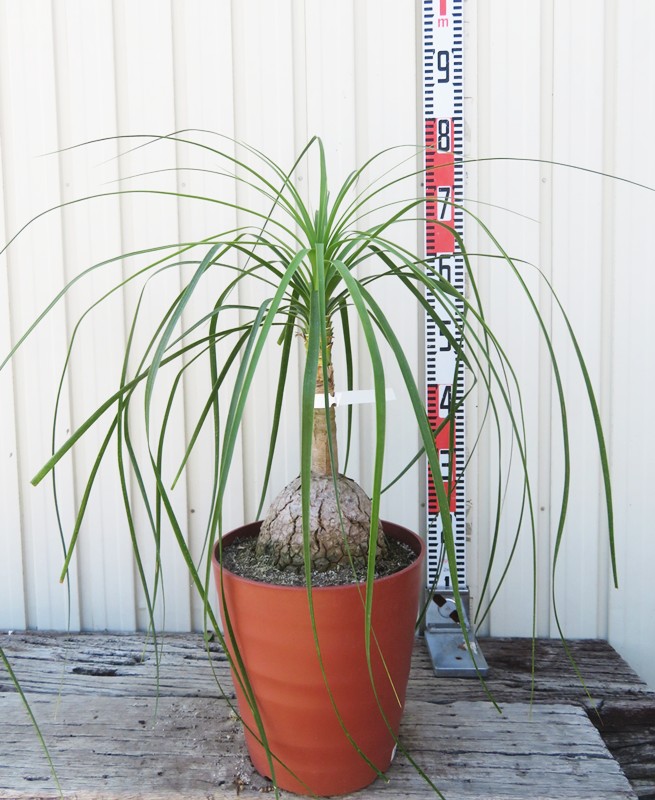 楽天市場】【現品発送】トックリラン（ポニーテール） 8号フレグラー