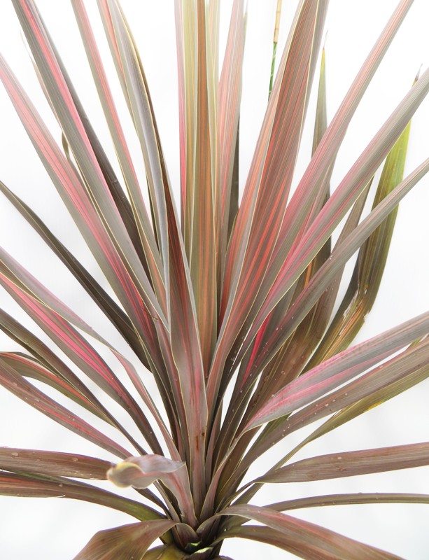 楽天市場】【現品】ドラセナ コルジリネ コーヒークラシック W90cm