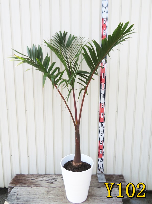 楽天市場】【選べる現品】トックリヤシ 10号セラアート鉢植え : 千草園芸