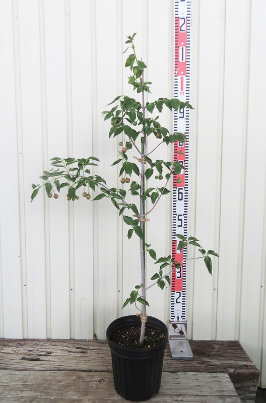 楽天市場】ツリバナマユミの通販