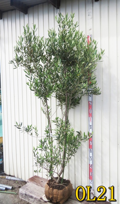 楽天市場】【現品OL21】オリーブの木 ひなかぜ(ヒナカゼ) 苗木 樹高約