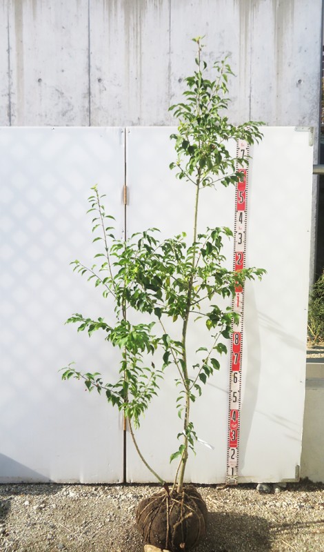 楽天市場】【訳あり/現品】ソヨゴ 株立ち 雌株(メス株) 樹高約1.8m