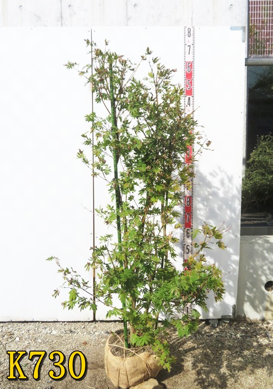 楽天市場】【選べる現品】コハウチワカエデ 株立ち 苗木 樹高約1.3m