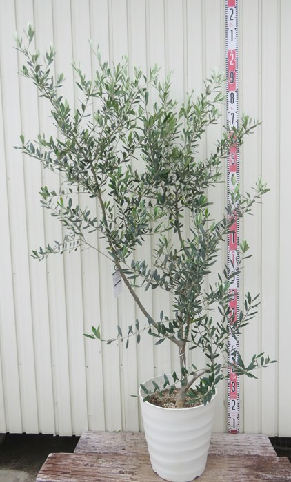 楽天市場】【現品発送】オリーブの木 ヘレナ 苗木 12号フレグラー