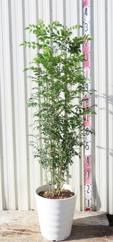 楽天市場】シマトネリコ 苗木 株立ち 8号フレグラー鉢植え 庭木