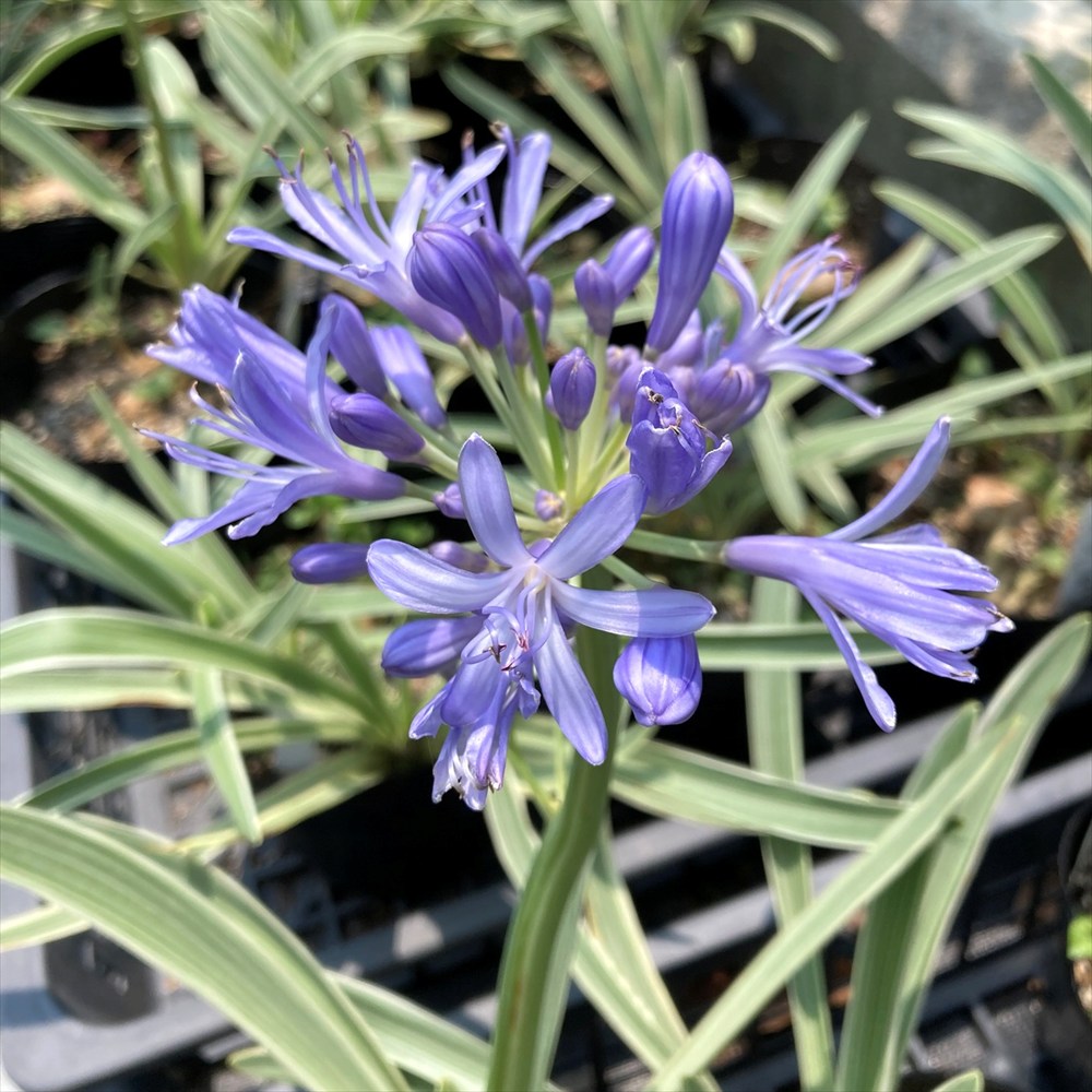 楽天市場】【現品販売】斑入り葉アガパンサス 「ビッタータス」 5.5号