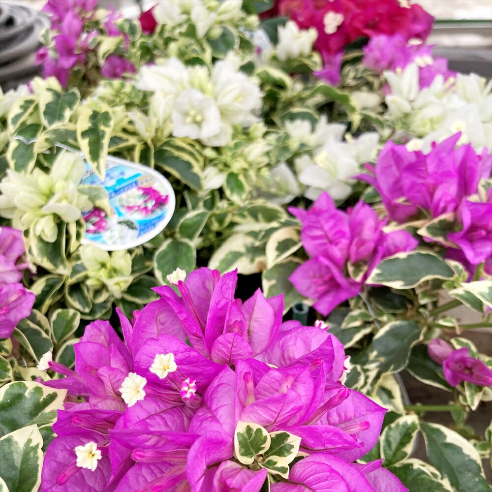 楽天市場】選べる斑入り葉ブーゲンビリア 3.5号苗 : 千草園芸