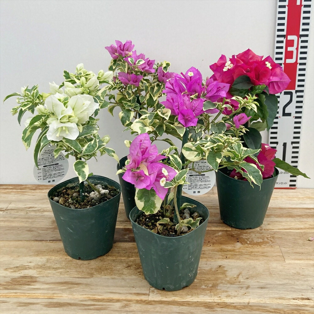 楽天市場】選べる斑入り葉ブーゲンビリア 3.5号苗 : 千草園芸