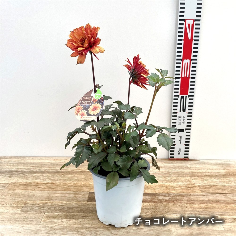 楽天市場】【花色で選ぶ】ダリア ラベラグランデ・チョコレート 4号