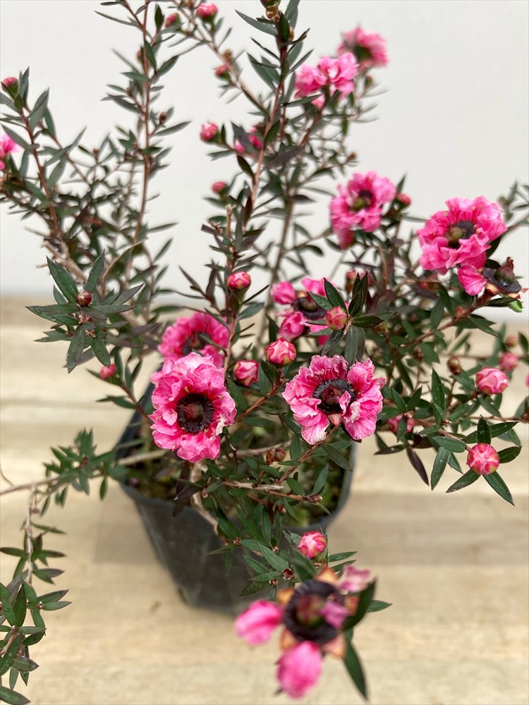 楽天市場】御柳梅 ギョリュウバイ 八重咲き/ ピンク系 3.5号小苗