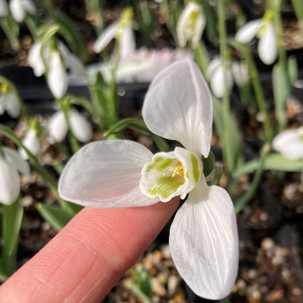 楽天市場】スノードロップ 3号ポット苗（2芽あり） : 千草園芸