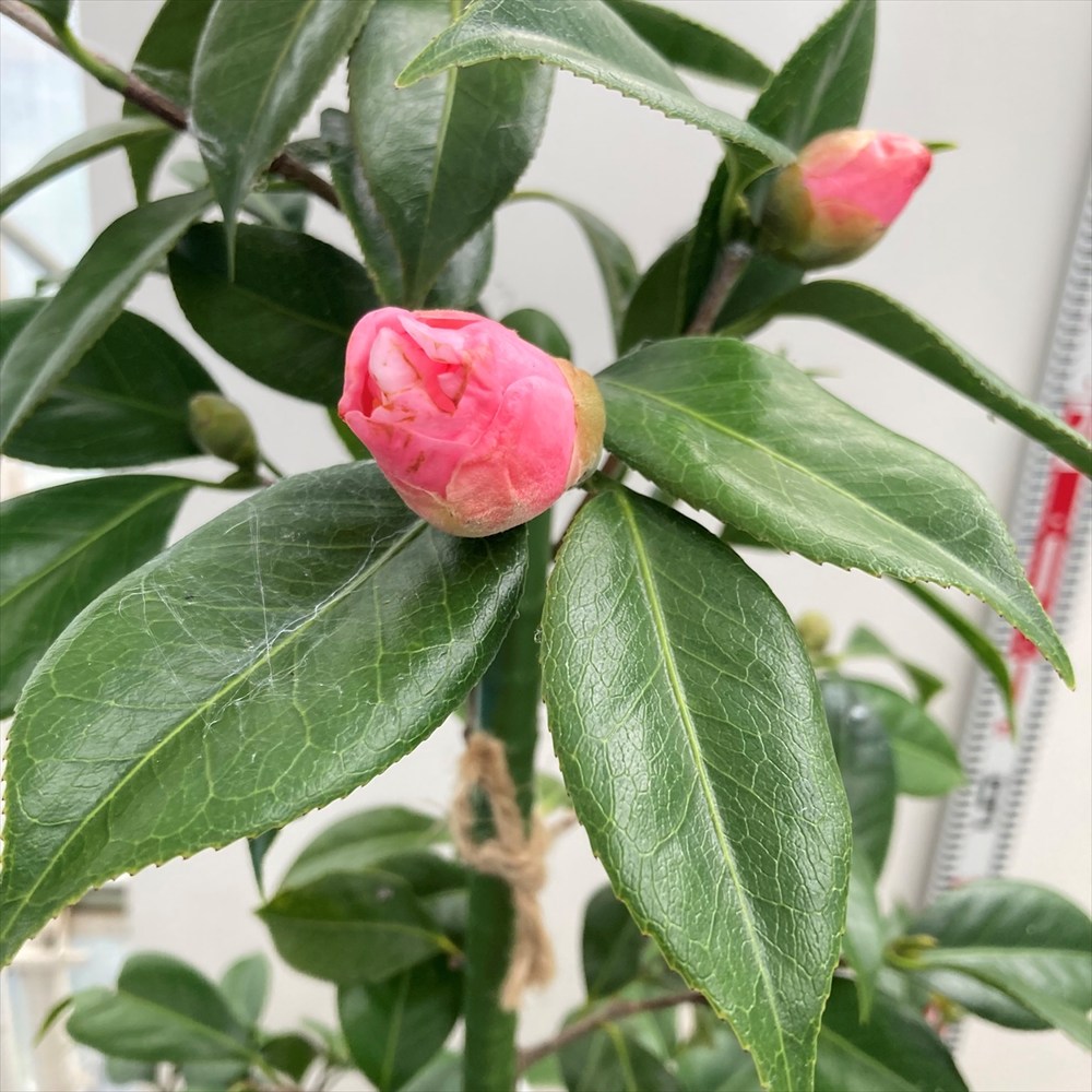 楽天市場】【現品販売：P076】椿 西王母（セイオウボ） 9号フレグラー