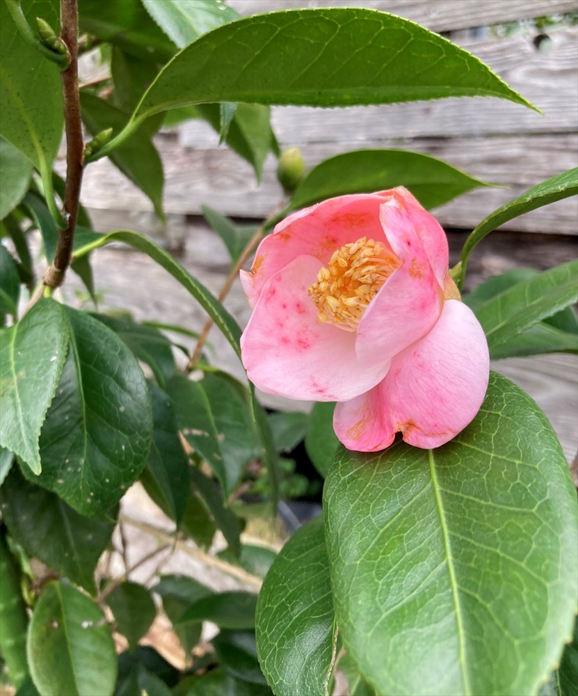 楽天市場】【現品販売：P076】椿 西王母（セイオウボ） 9号フレグラー