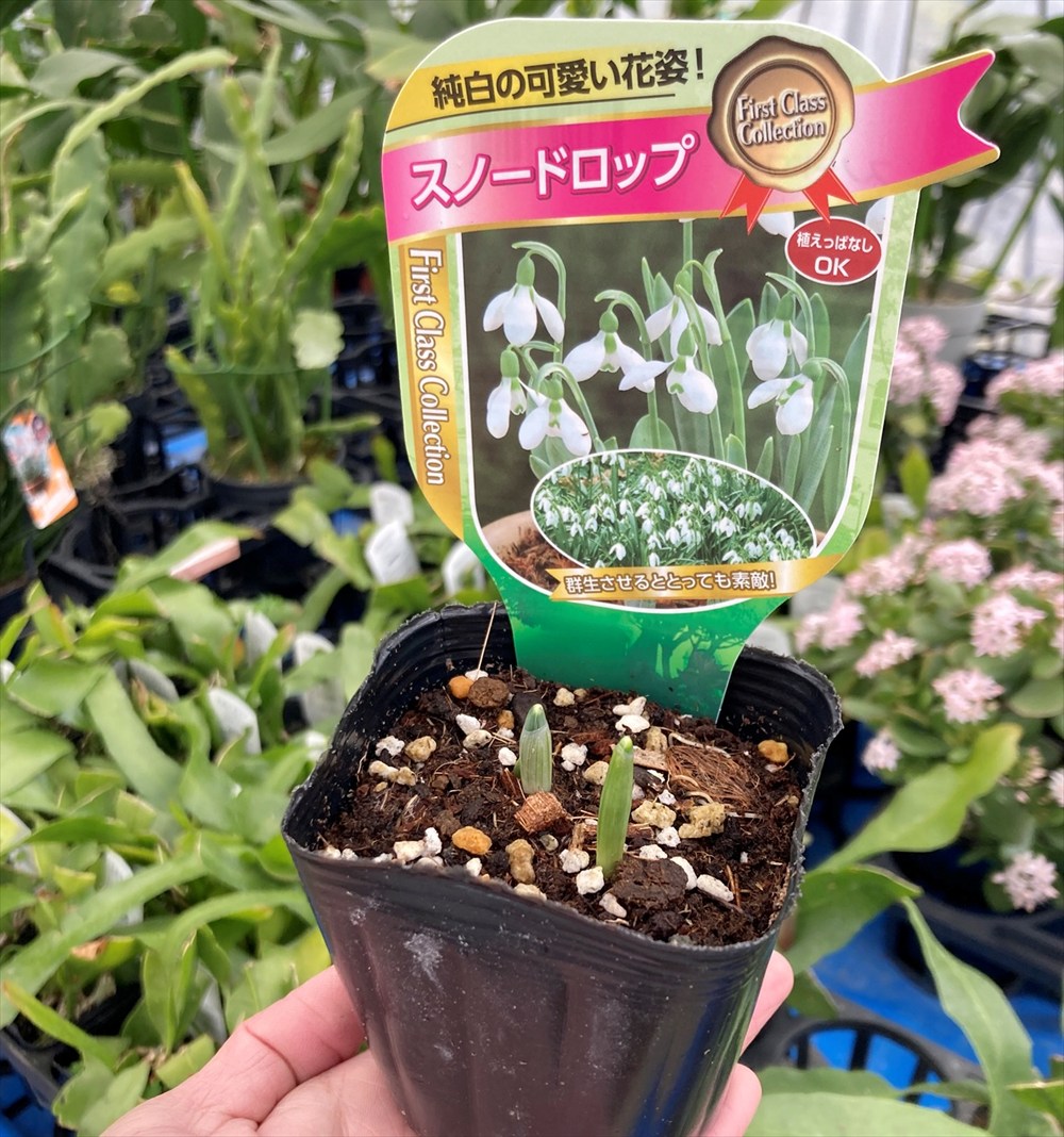 楽天市場】スノードロップ 3号ポット苗（2芽あり） : 千草園芸