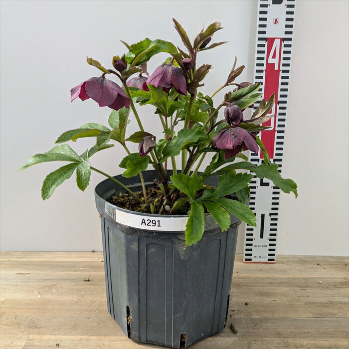 楽天市場】【現品】クリスマスローズ セミダブル咲き パープル系 7号大