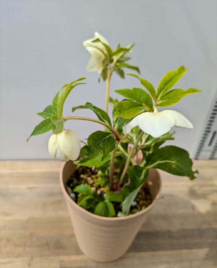 楽天市場】【現品】クリスマスローズ セミダブル咲き ゴールドオーレア