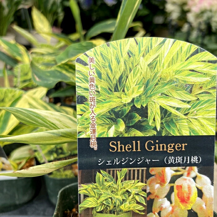 楽天市場】黄斑月桃（キフゲットウ） シェルジンジャー 4号苗 (h23