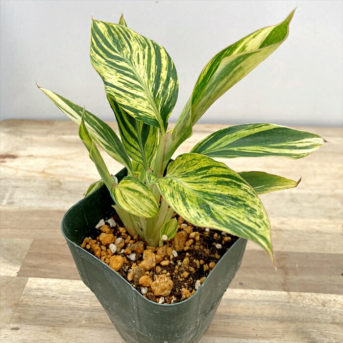 楽天市場】黄斑月桃（キフゲットウ） シェルジンジャー 4号苗 (h23