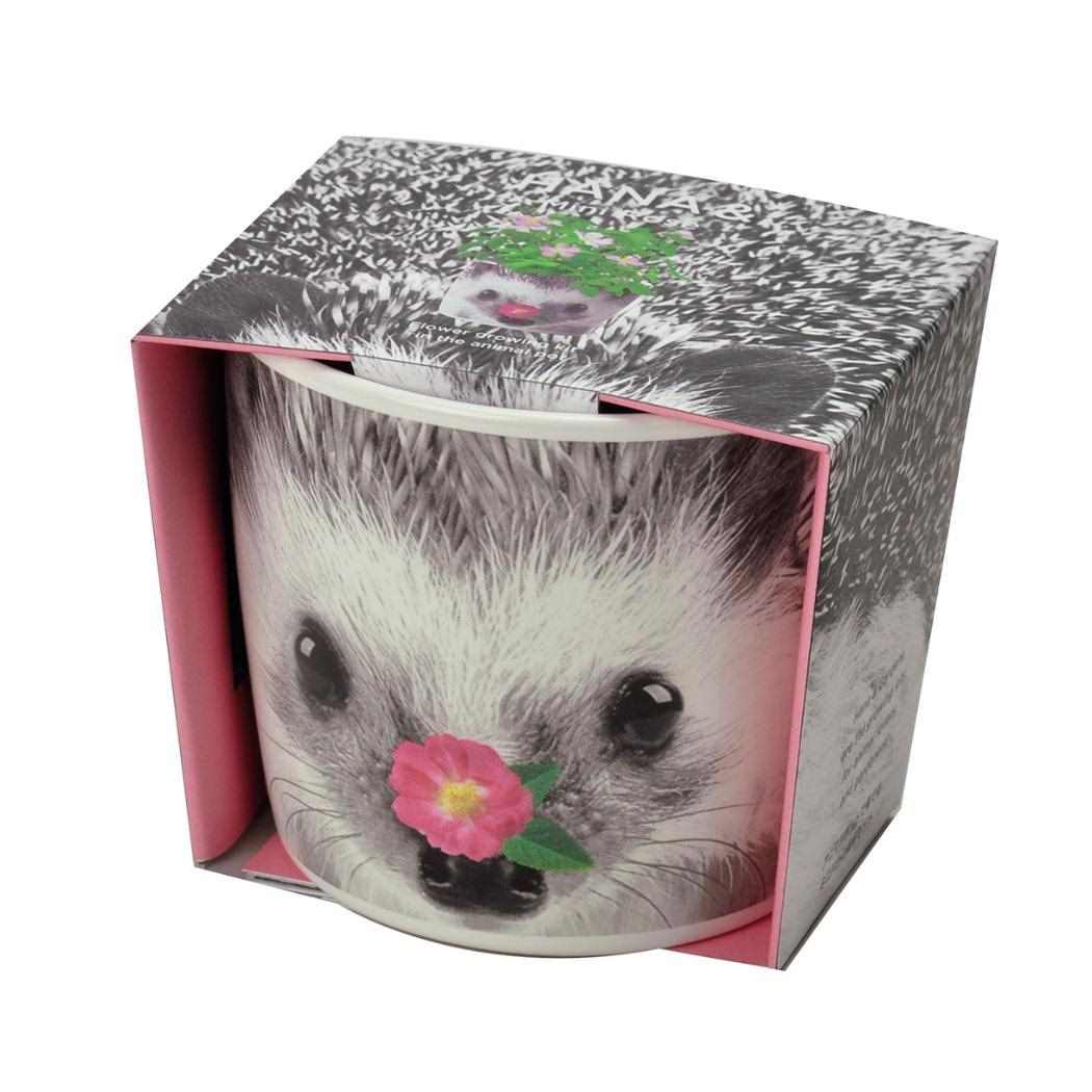 楽天市場】【ポイント10倍 & クーポン！】栽培キット ハナ＆アニマルズ