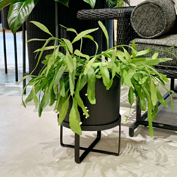 楽天市場】CLOVER(クローバー) アイアンプランター ウィズブラック