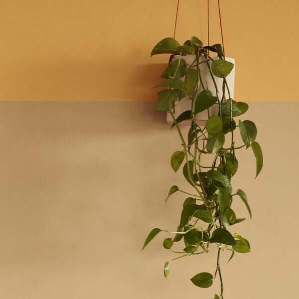 楽天市場】Hubsch(ヒュプシュ) エアロハンギングポット Φ17 ホワイト