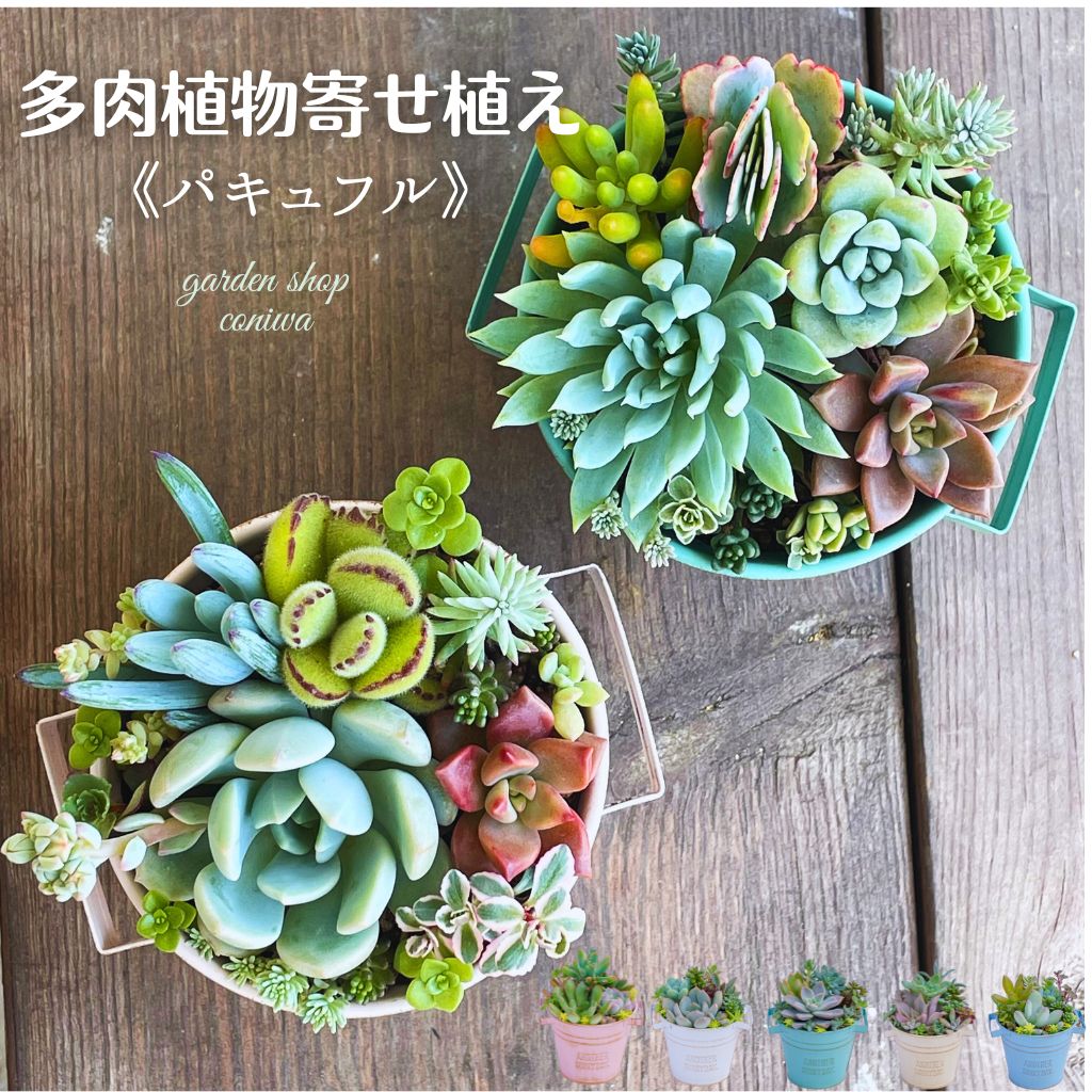 楽天市場】多肉植物 寄せ植え 鉢 セット Φ8.5cm 観葉植物 パキュフル