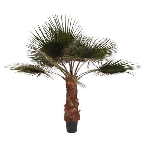 ワシントンヤシ」の人気商品一覧 | 安い商品を通販サイトから探す