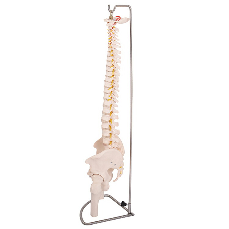 楽天市場】あす楽 脊椎骨盤模型(股関節付)GX-126 せきついの人骨模型
