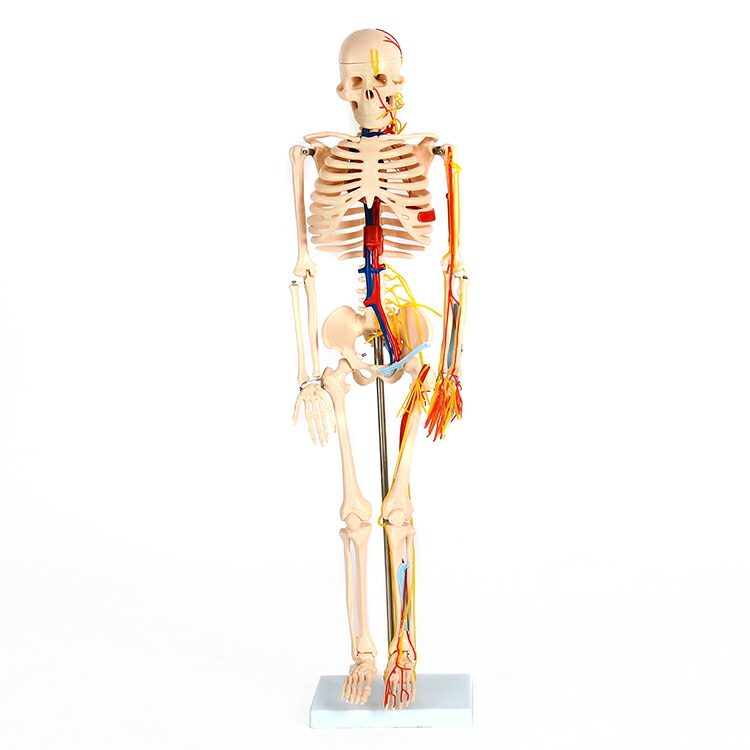 楽天市場】あす楽【送料無料】ガイコツ85血管と心臓付人体模型[JK-3885