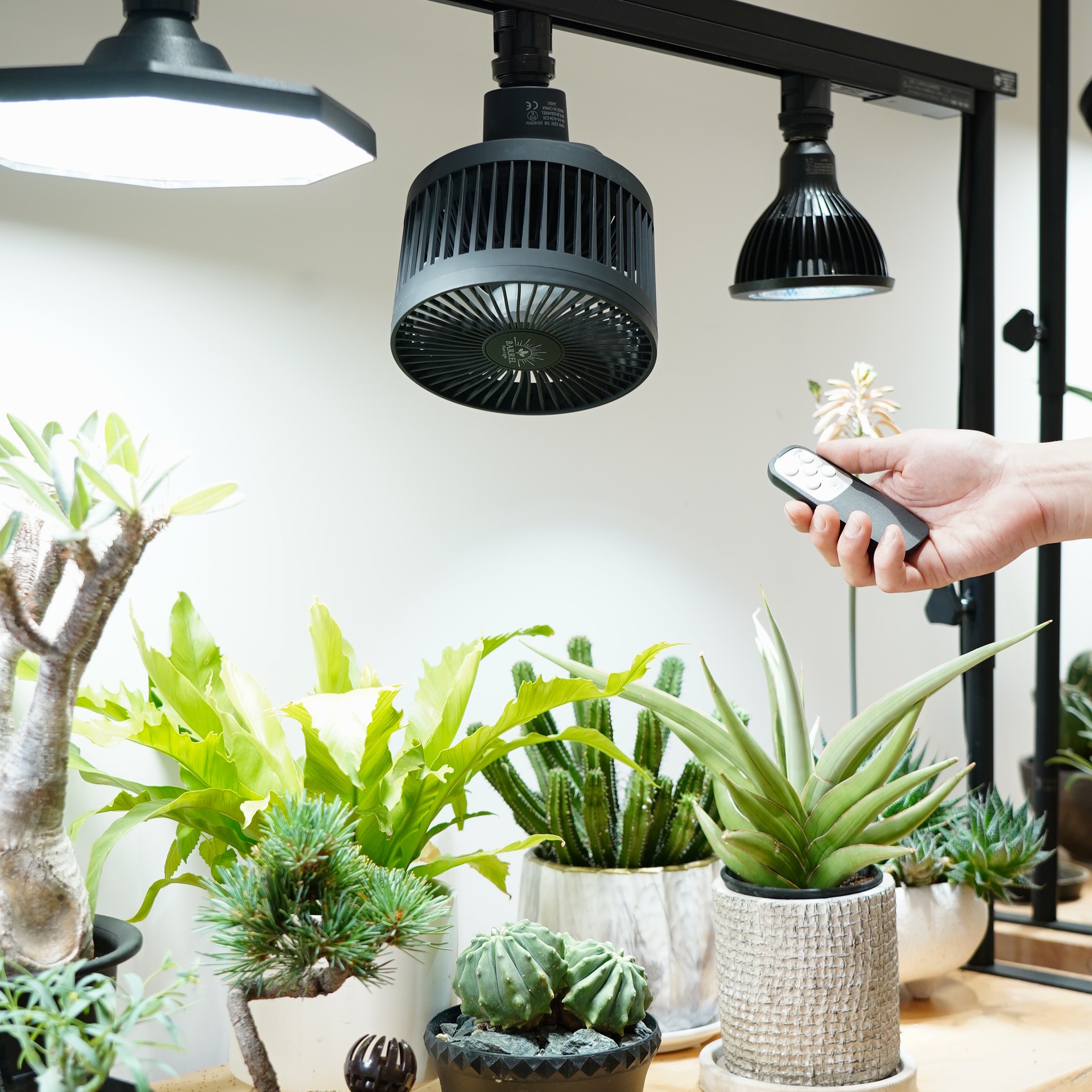 楽天市場】BARREL公式 首振りファン【Aechmea move（エクメアムーブ