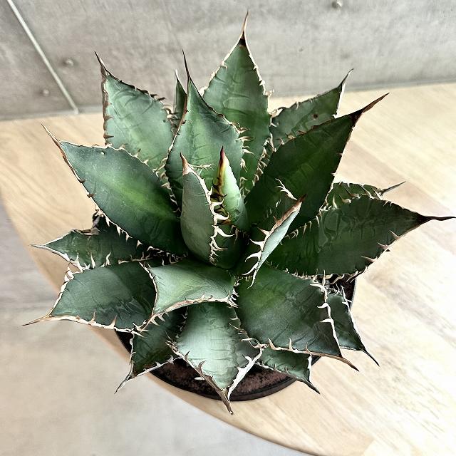 楽天市場】agave titanota oaxaca アガベ チタノタ オアハカ