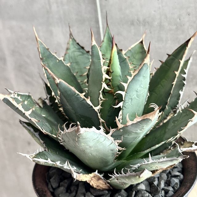 親株子株セット】現地球オアハカ アガベチタノタ 親株子株セット】現地