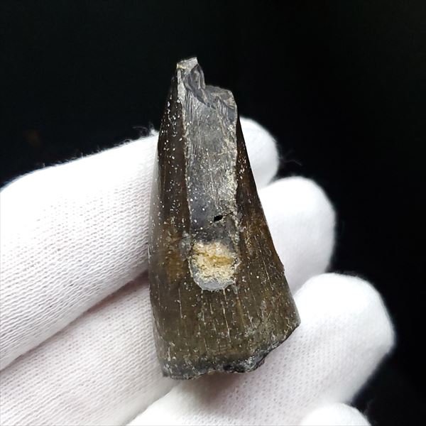 楽天市場】【送料無料】【スコミムス/化石/歯/恐竜】希少 スコミムス