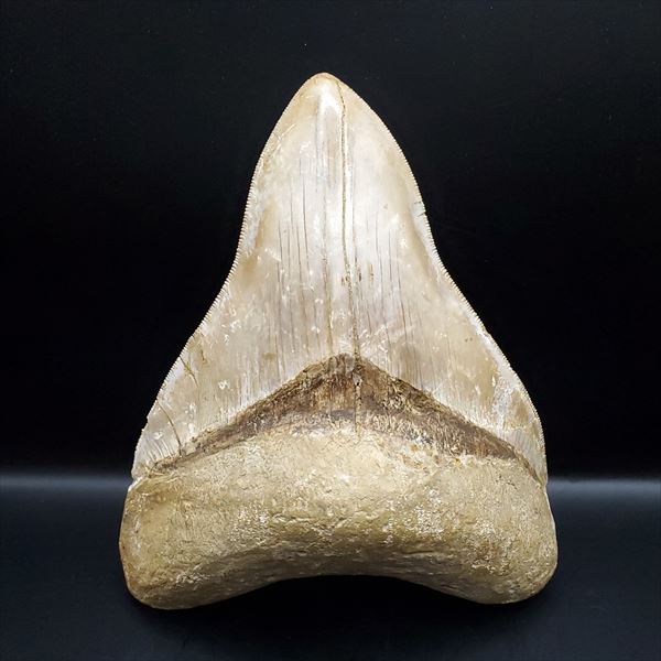 楽天市場】【送料無料】【ガリミムス/化石/手/恐竜】博物館級