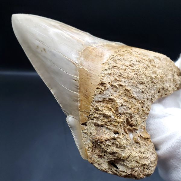 楽天市場】【送料無料】【メガロドン /化石/歯/恐竜】極上 メガロドン